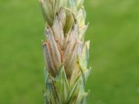 Blé - Fusariose de l'épi (Fusarium graminearum)_7