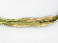 Maïs grain et fourrager - Dessèchement (Exserohilum turcicum)