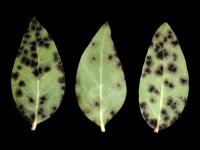 Bleuet en corymbe - Tache à Protoventuria (Protoventuria myrtilli)