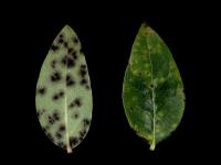 Bleuet en corymbe - Tache à Protoventuria (Protoventuria myrtilli)