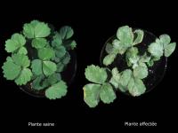 Fraise - Blanc (Sphaerotheca macularis)