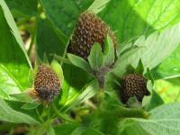 Fraise - Pourriture cuir (Phytophthora cactorum)