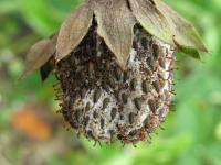 Fraise - Pourriture cuir (Phytophthora cactorum)