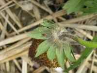 Fraise - Pourriture cuir (Phytophthora cactorum)