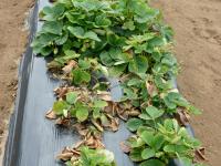 Fraise - Verticilliose (Verticillium dahliae)