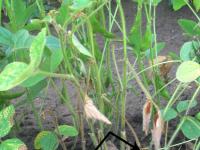 Soya - Rhizoctone commun (Rhizoctonia solani)_2