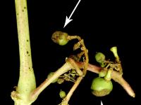 Vigne (raisin) - Excoriose (Diaporthe neoviticola)