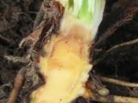 Fraise - Pourriture des racines et du collet (Phytophthora cactorum)
