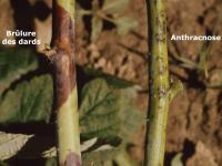 Framboise - Brûlure des dards (Xenodidymella applanata)