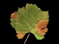 Vigne (raisin) - Rougeot (Pseudopezicula tracheiphila)
