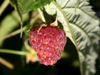 Framboise - Rouille jaune tardive (Pucciniastrum americanum)