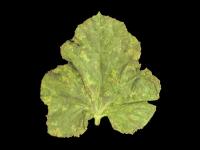 Melons - Virus de la mosaïque du concombre (CMV)_1