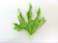 Citrouille - Virus de la mosaïque de la courge (SqMV)