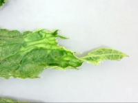 Citrouille - Virus de la mosaïque de la courge (SqMV)