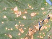 Concombre - Alternariose (Alternaria alternata)