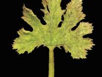 Courges - Virus de la mosaïque du concombre (CMV)