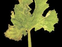 Courges - Virus de la mosaïque du concombre (CMV)