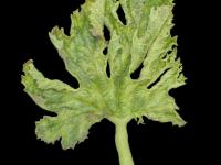 Courges - Virus de la mosaïque du concombre (CMV)