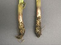 Oignon sec - Pourriture blanche (Sclerotium cepivorum)