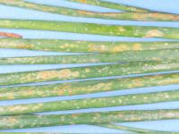 Oignon vert - Rouille (Puccinia allii)