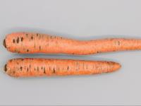 Carotte - Pourriture sèche fusarienne (Fusarium sp.)