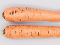 Carotte - Pourriture sèche fusarienne (Fusarium sp.)