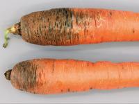Carotte - Pourriture sèche fusarienne (Fusarium sp.)