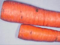 Carotte - Pourriture sèche fusarienne (Fusarium solani)
