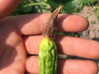 Courges - Virus de la tache annulaire de la papaye (PRSV)