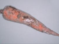 Carotte - Rhizoctone (Rhizoctonia carotae)