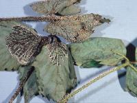 Fraise - Moisissure visqueuse (Myxomycètes)