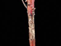 Cornouillers - Tache septorienne (Sphaerulina cornicola)