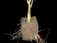 Poinsettia - Pourriture des racines (Pythium spp.)