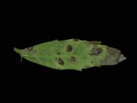 Oeillets d'Inde - Alternariose (Alternaria sp.)