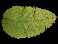 Digitales - Anthracnose (Colletotrichum fuscum)