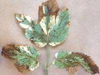 Herbes aux goutteux - Tache septorienne (Septoria sp.)