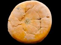 Citrouille - Dépérissement phytophthoréen (Phytophthora capsici)