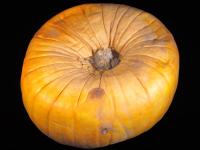 Citrouille - Pourriture des fruits (Pythium sp.)