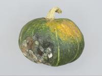 Courges - Alternariose du fruit (Alternaria alternata)
