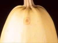 Courges - Chancre gommeux (Stagonosporopsis cucurbitacearum)
