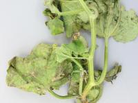 Concombre - Pourriture des racines et du collet (Phytophthora capsici)