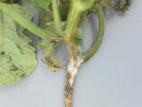 Concombre - Pourriture des racines et du collet (Phytophthora capsici)