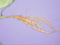 Concombre - Pourriture des racines (Pythium ultimum)