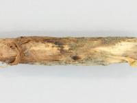 Ail - Pourriture du col (Botrytis sp.)