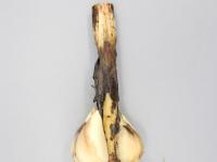 Ail - Anthracnose (Colletotrichum circinans)