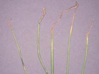 Oignon vert - Brûlure stemphylienne (Stemphylium vesicarium)