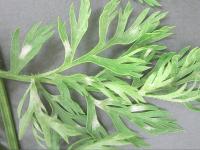Carotte - Blanc (Erysiphe spp.)
