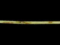 Carotte - Brûlure cercosporéenne (Cercospora carotae)