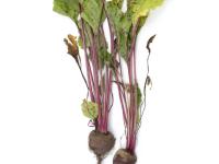 Betterave - Tache cercosporéenne (Cercospora beticola)_2