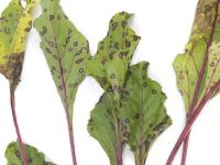 Betterave - Tache cercosporéenne (Cercospora beticola)_4